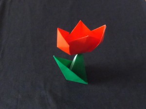 tulip_24